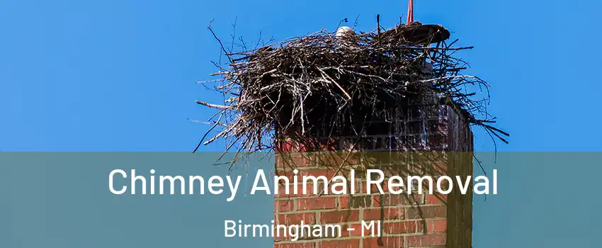 Chimney Animal Removal Birmingham - MI