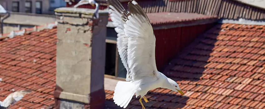 Residential Chimney Animal Removal Solution in Birmingham, MI