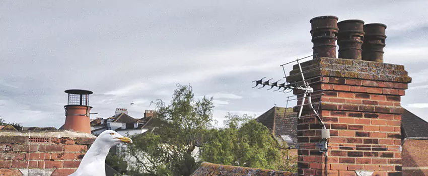 Chimney Cleaning And Restoration in Birmingham, Michigan